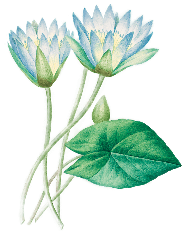 Illustration of a lotus flower